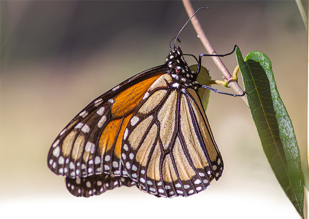 monarch butterfly